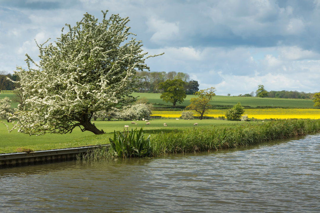 Hawthorn: The Heart-Mender of the Irish Hedgerow